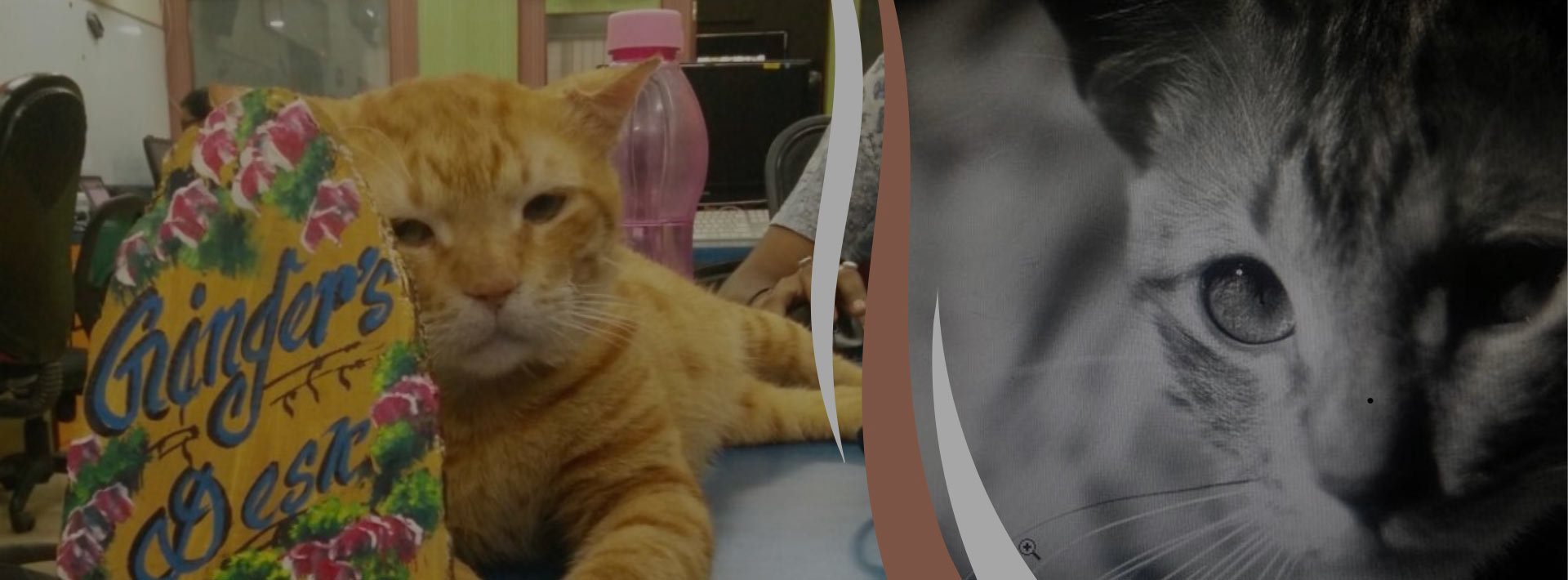 Celebrating PGGinger: A Marmalade Tabby's Legacy of Love