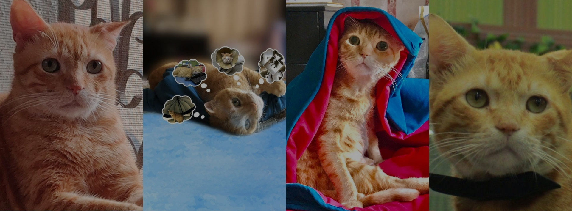 Honoring PGGinger: A Life Full of Love and Resilience